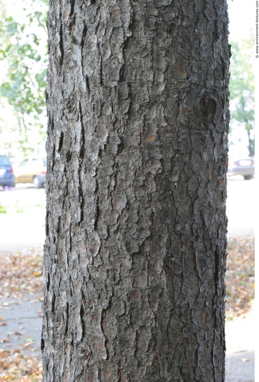 Tree Bark