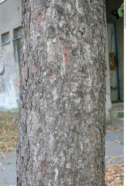 Tree Bark