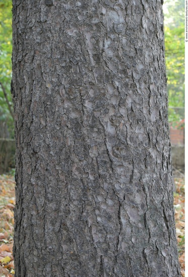 Tree Bark