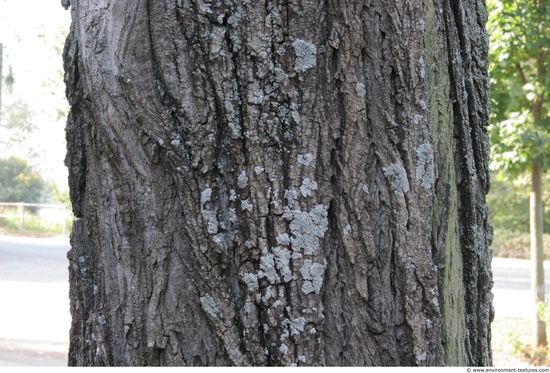 Tree Bark