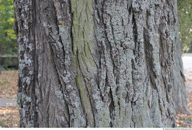 Tree Bark