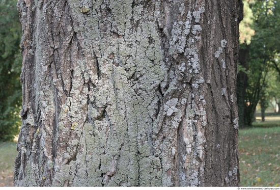 Tree Bark