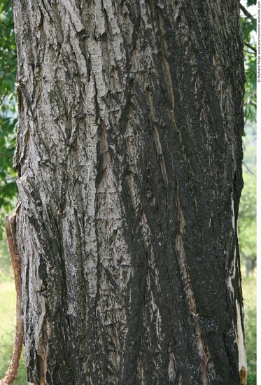 Tree Bark