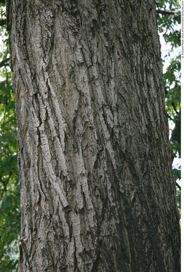 Tree Bark