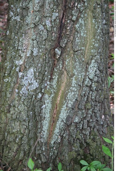 Tree Bark