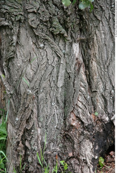 Tree Bark