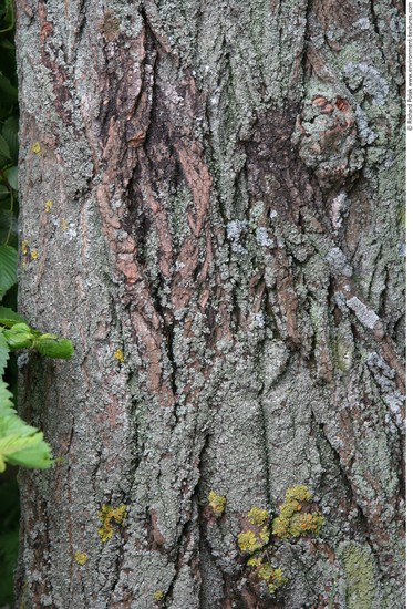 Tree Bark