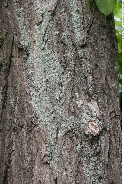 Tree Bark