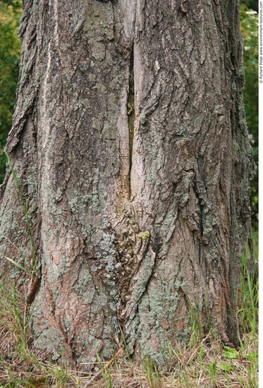 Tree Bark