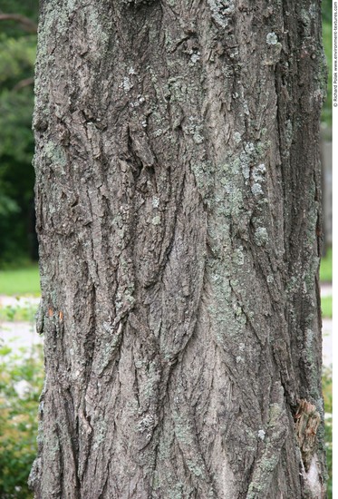 Tree Bark