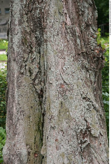 Tree Bark