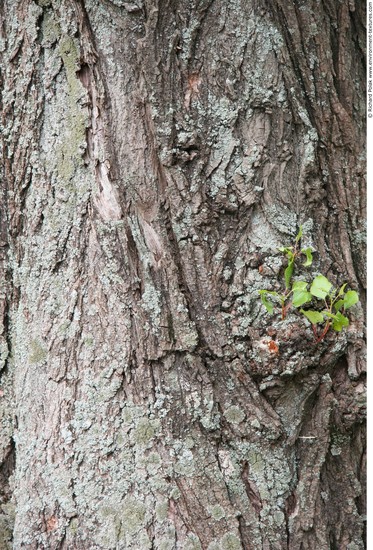 Tree Bark