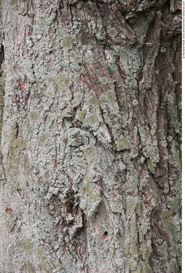 Tree Bark