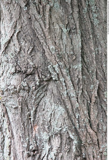 Tree Bark