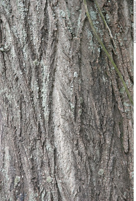 Tree Bark