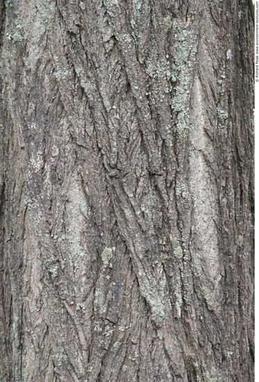 Tree Bark