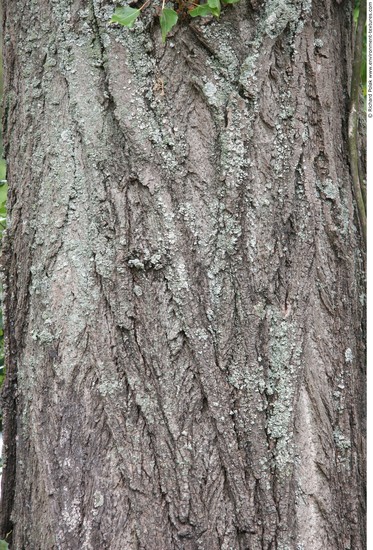 Tree Bark