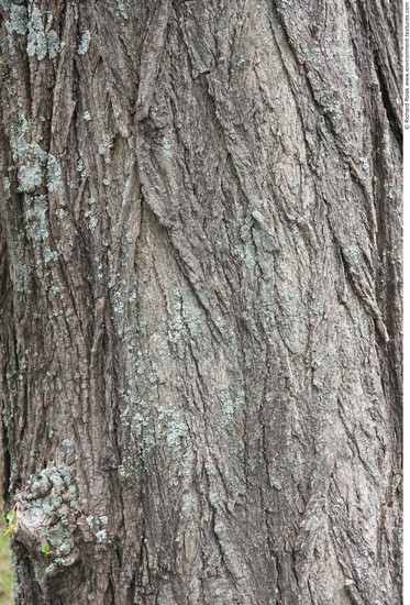 Tree Bark