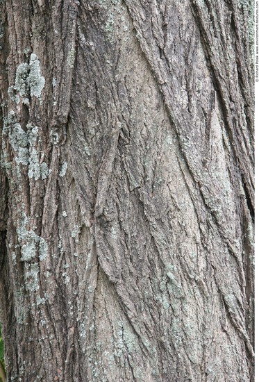 Tree Bark