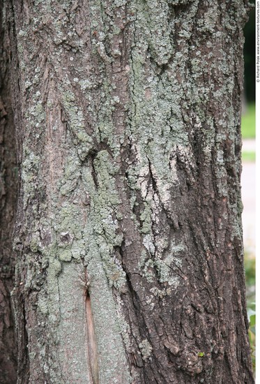 Tree Bark