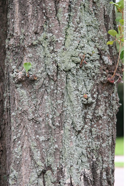 Tree Bark