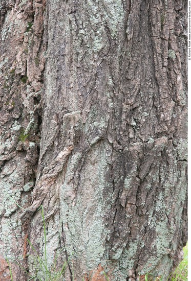 Tree Bark