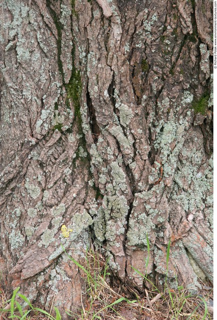 Tree Bark