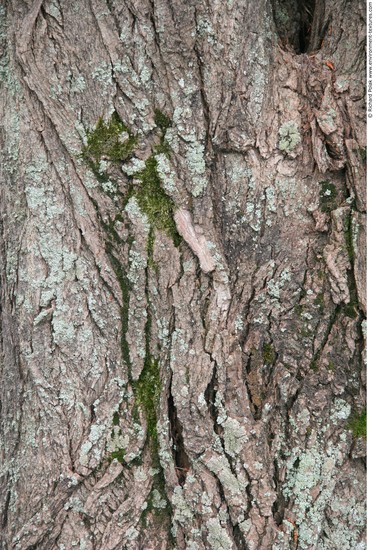 Tree Bark