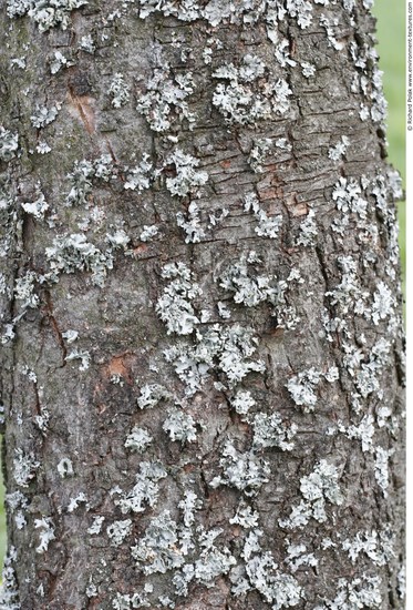 Tree Bark