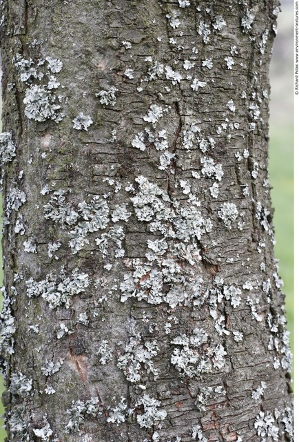 Tree Bark