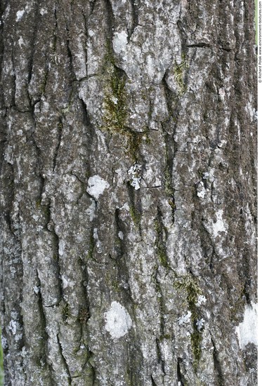 Tree Bark