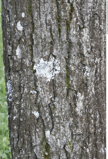 Tree Bark