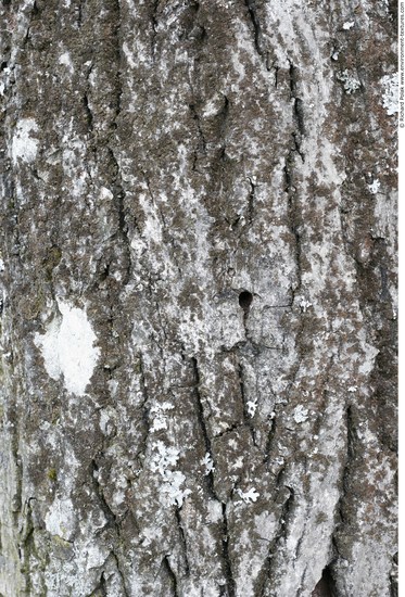 Tree Bark