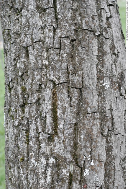 Tree Bark