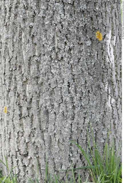 Tree Bark