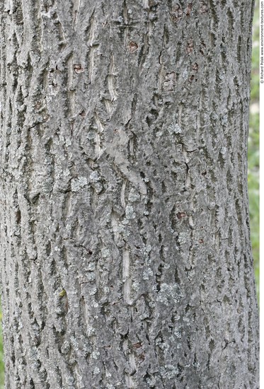 Tree Bark