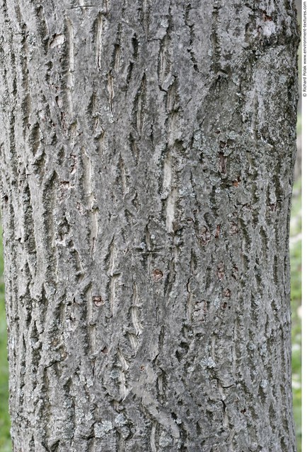 Tree Bark