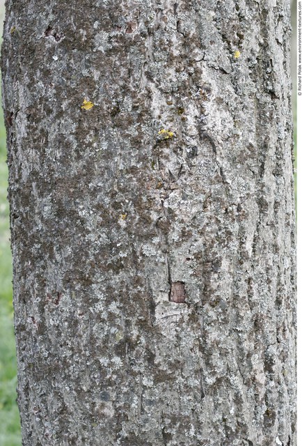 Tree Bark