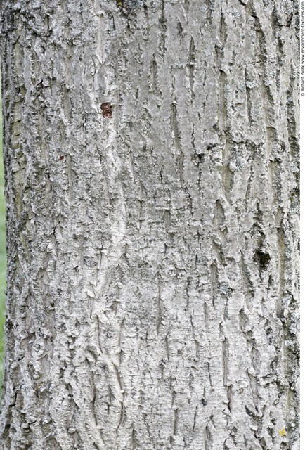 Tree Bark