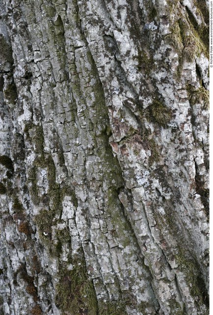 Tree Bark