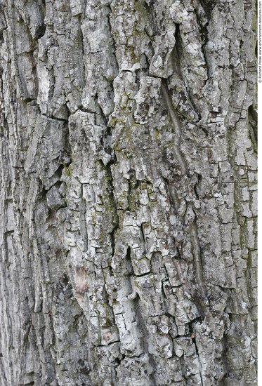 Tree Bark