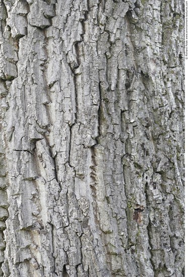 Tree Bark