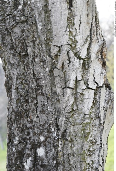 Tree Bark