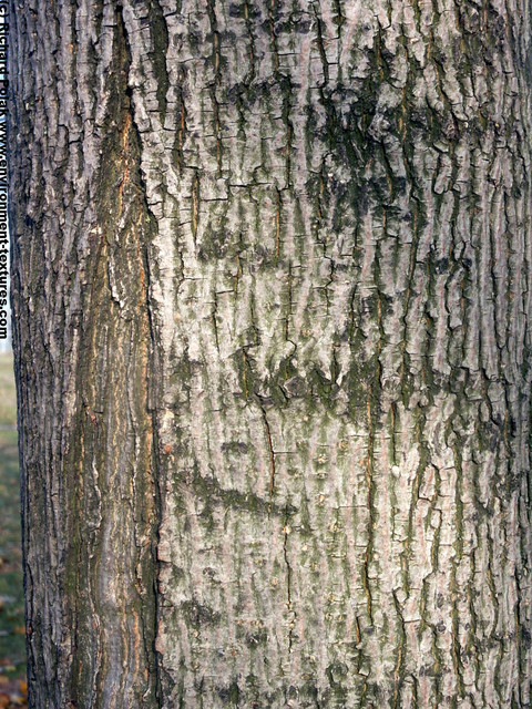 Tree Bark