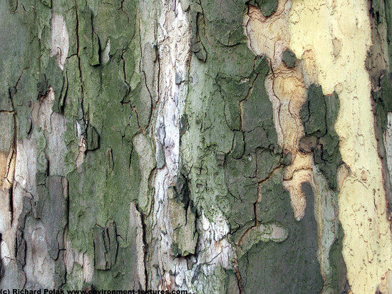 Tree Bark