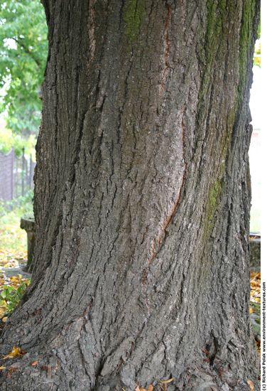 Tree Bark