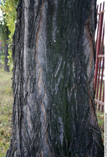 Tree Bark