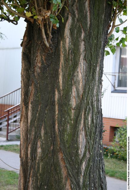 Tree Bark