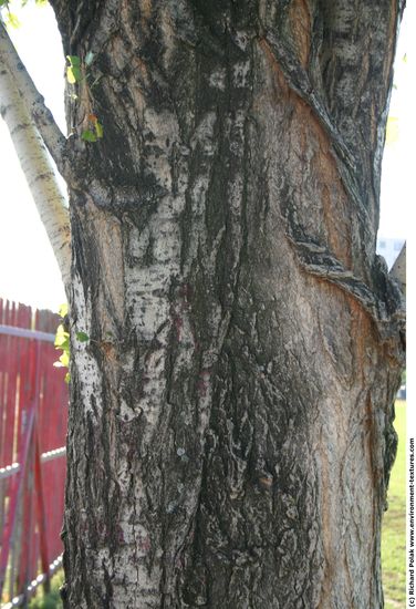 Tree Bark