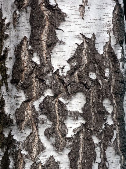 Tree Bark